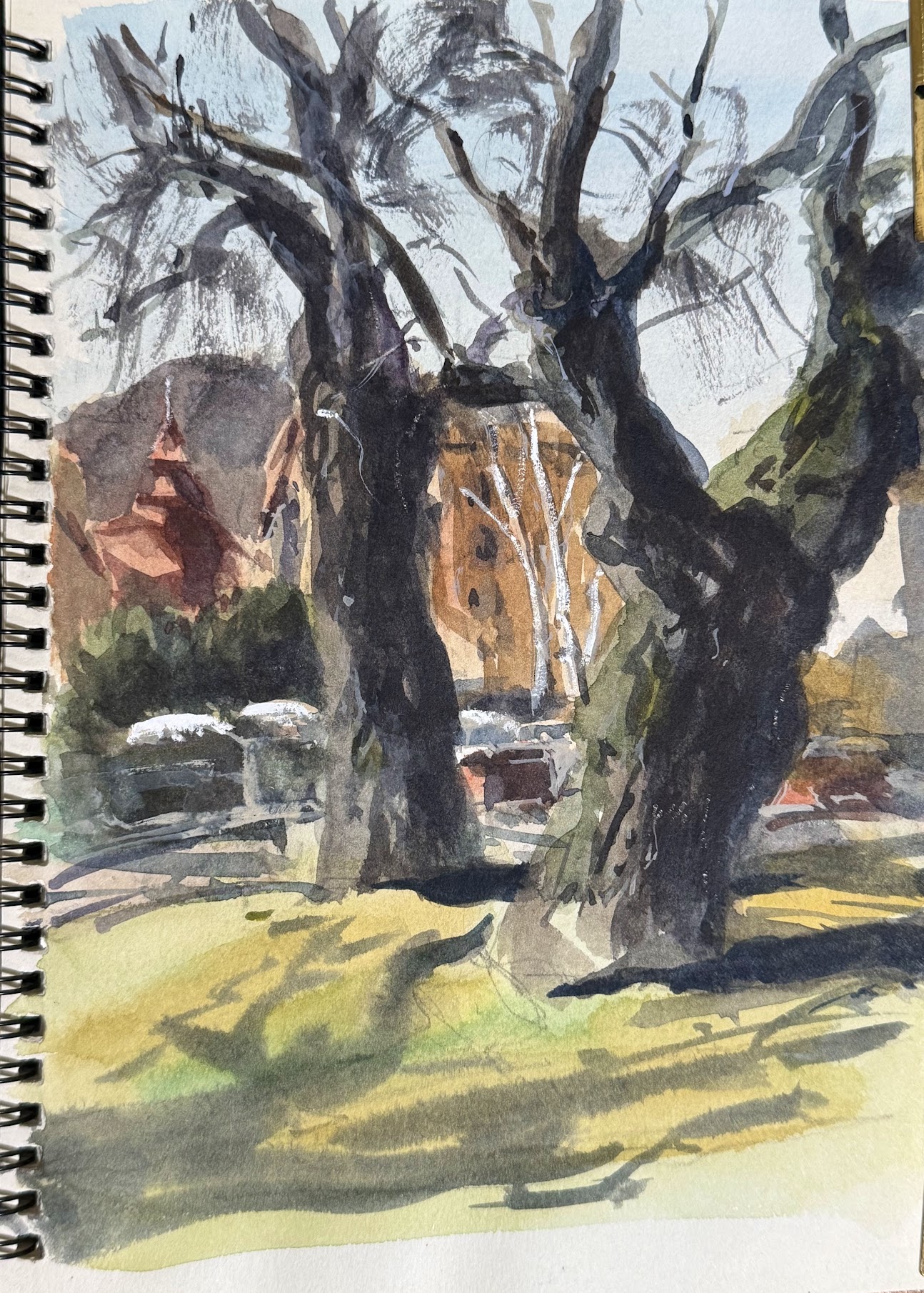 Old trees, Brasov, 26x19cm